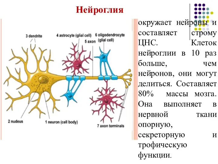 Нейроглия окружает нейроны и составляет строму ЦНС. Клеток нейроглии в 10 раз больше,