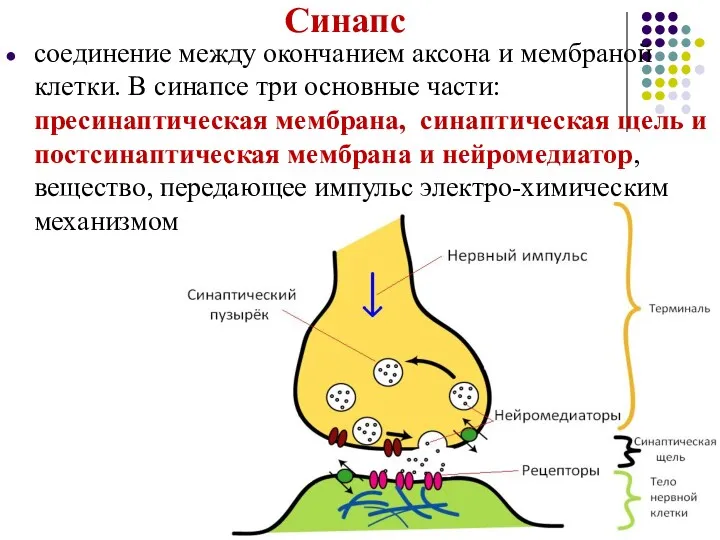 Синапс соединение между окончанием аксона и мембраной клетки. В синапсе три основные части: