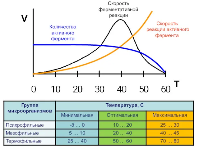 Количество активного фермента Скорость ферментативной реакции Скорость реакции активного фермента