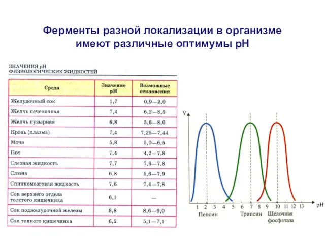 Ферменты разной локализации в организме имеют различные оптимумы рН