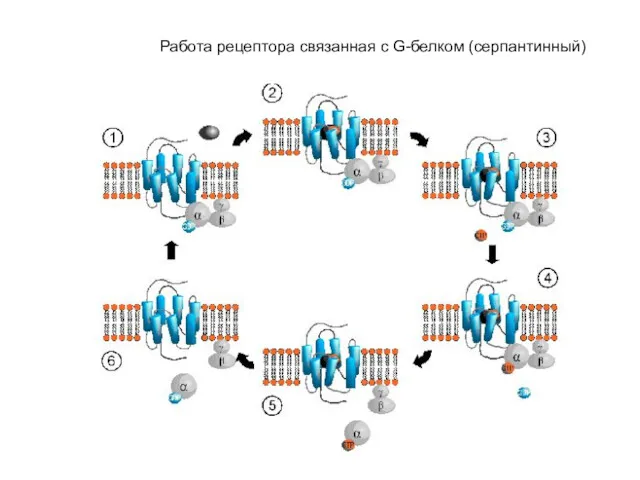 Работа рецептора связанная с G-белком (серпантинный)