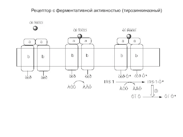 Рецептор с ферментативной активностью (тирозинкиназный)