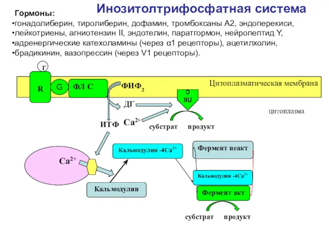 Инозитолтрифосфатная система Фермент неакт Фермент акт субстрат продукт Цитоплазматическая мембрана