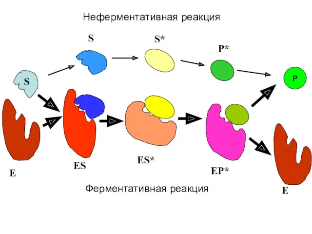 S E ES ES* P E EP* S S* P* Ферментативная реакция Неферментативная реакция