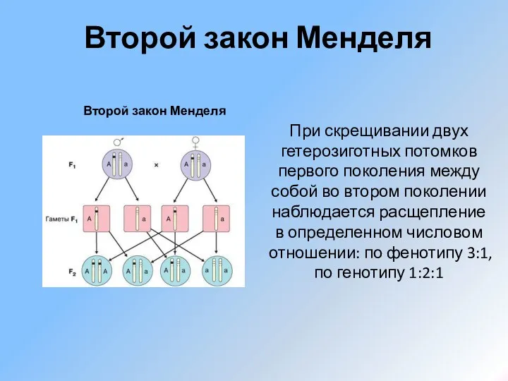 Второй закон Менделя