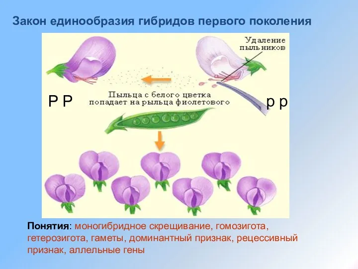 Понятия: моногибридное скрещивание, гомозигота, гетерозигота, гаметы, доминантный признак, рецессивный признак,