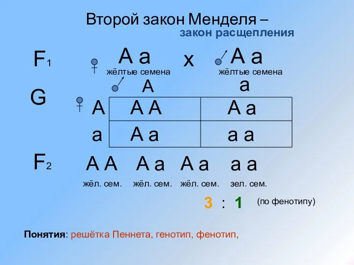 Второй закон Менделя – F1 А а жёлтые семена закон