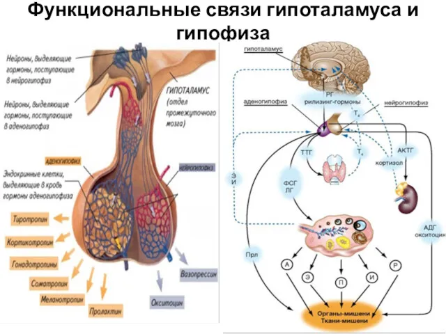 Функциональные связи гипоталамуса и гипофиза