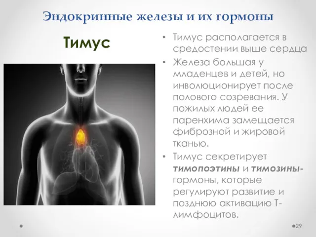 Эндокринные железы и их гормоны Тимус располагается в средостении выше