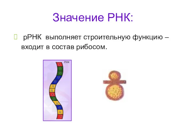 Значение РНК: рРНК выполняет строительную функцию – входит в состав рибосом.