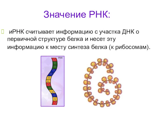 Значение РНК: иРНК считывает информацию с участка ДНК о первичной
