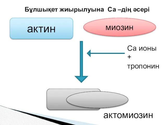 актин миозин Са ионы + тропонин актомиозин Бұлшықет жиырылуына Са –дің әсері