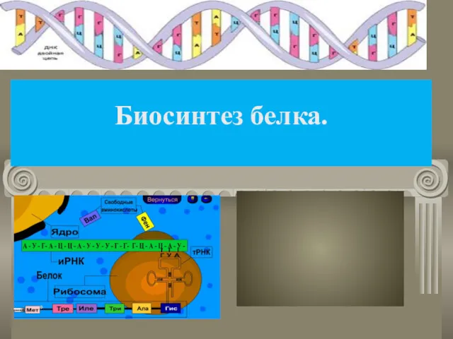 Биосинтез белка