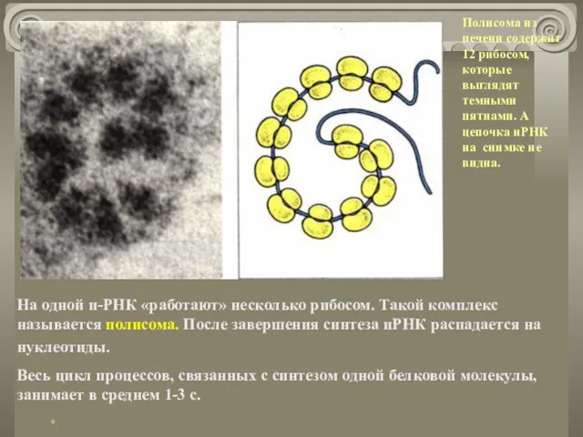 На одной и-РНК «работают» несколько рибосом. Такой комплекс называется полисома.