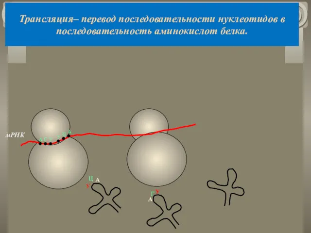 Трансляция– перевод последовательности нуклеотидов в последовательность аминокислот белка. мРНК А