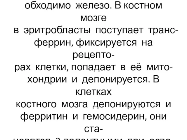 Для образования гемоглобина не- обходимо железо. В костном мозге в