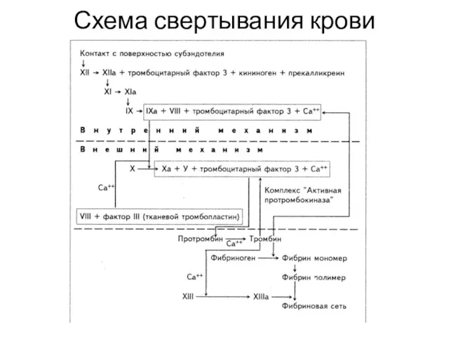 Схема свертывания крови