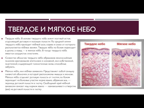 ТВЕРДОЕ И МЯГКОЕ НЕБО Твердое нёбо. В основе твердого нёба