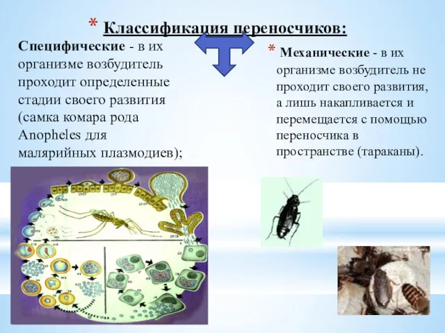 Классификация переносчиков: Механические - в их организме возбудитель не проходит своего развития, а