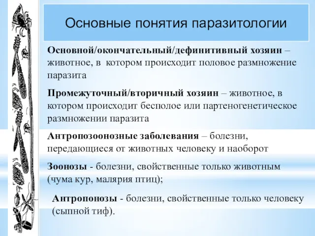 Основные понятия паразитологии Основной/окончательный/дефинитивный хозяин – животное, в котором происходит