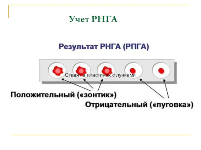 Учет РНГА Ставят в пластинах с лунками