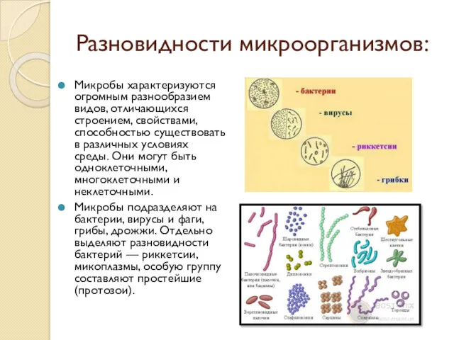 Разновидности микроорганизмов: Микробы характеризуются огромным разнообразием видов, отличающихся строением, свойствами,