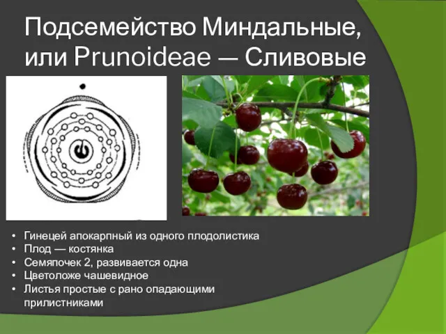 Подсемейство Миндальные, или Prunoideae — Сливовые Ч5Л5Т5−∞П1 Ч5Л5Т5−∞П1 Гинецей апокарпный