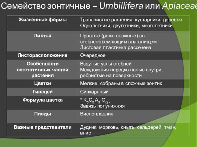 Семейство зонтичные – Umbillifera или Apiaceae