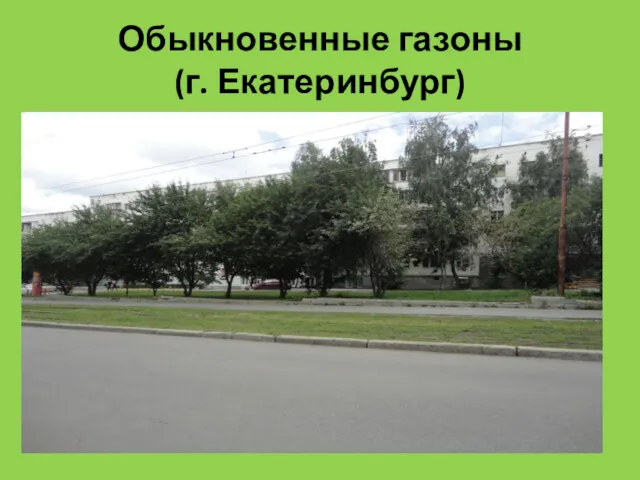 Обыкновенные газоны (г. Екатеринбург)