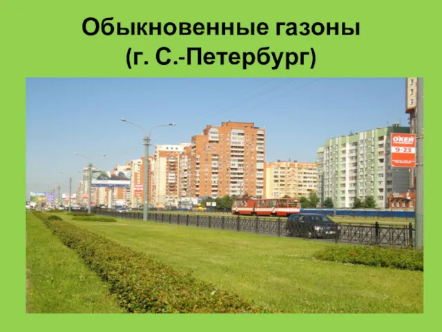 Обыкновенные газоны (г. С.-Петербург)