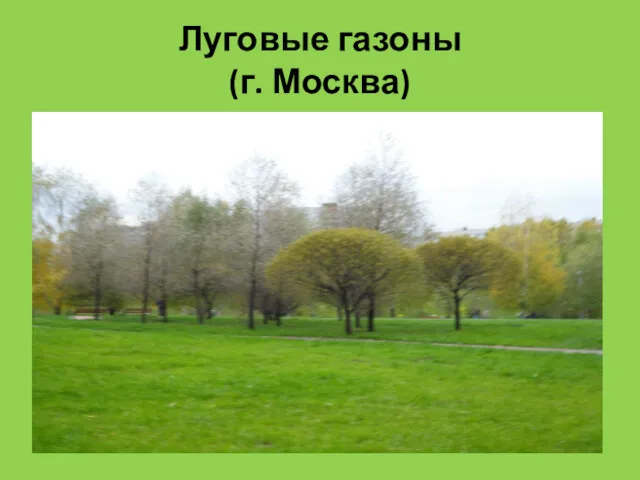 Луговые газоны (г. Москва)