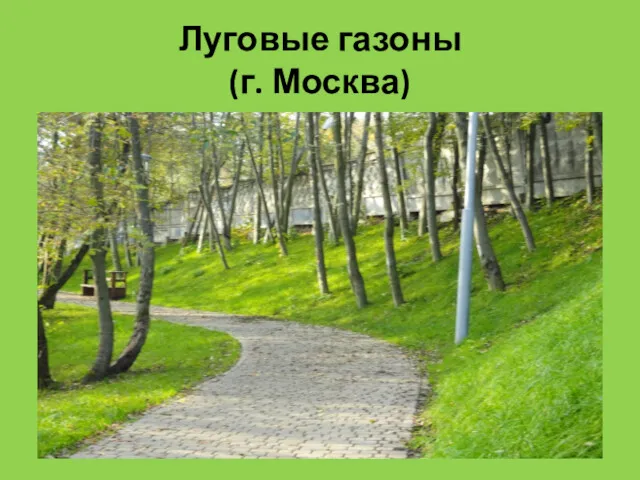 Луговые газоны (г. Москва)