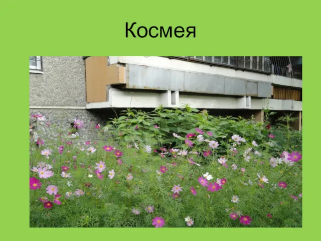 Космея