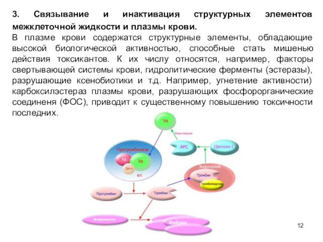 3. Связывание и инактивация структурных элементов межклеточной жидкости и плазмы