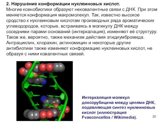 2. Нарушение конформации нуклеиновых кислот. Многие ксенобиотики образуют нековалентные связи с ДНК. При
