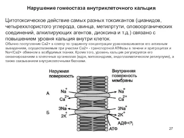 Нарушение гомеостаза внутриклеточного кальция Цитотоксическое действие самых разных токсикантов (цианидов, четыреххлористого углерода, свинца,