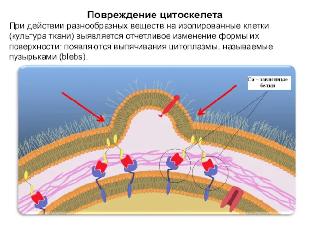 Повреждение цитоскелета При действии разнообразных веществ на изолированные клетки (культура ткани) выявляется отчетливое