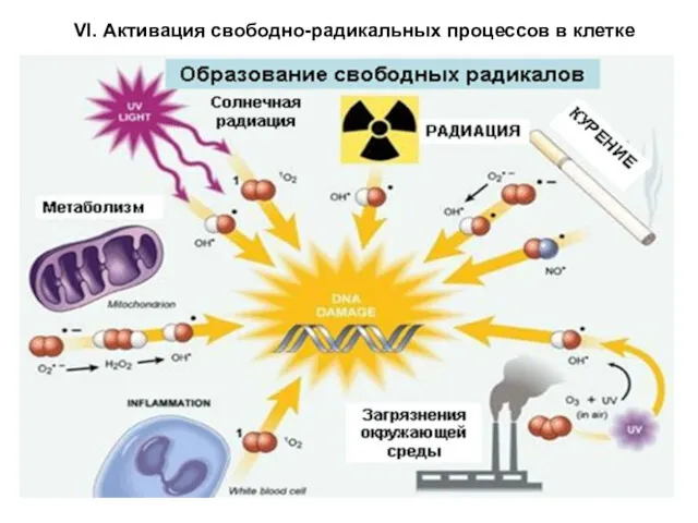 VI. Активация свободно-радикальных процессов в клетке