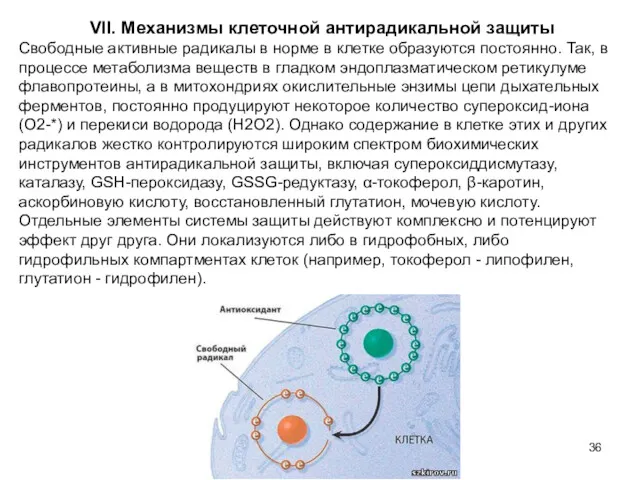 VII. Механизмы клеточной антирадикальной защиты Свободные активные радикалы в норме