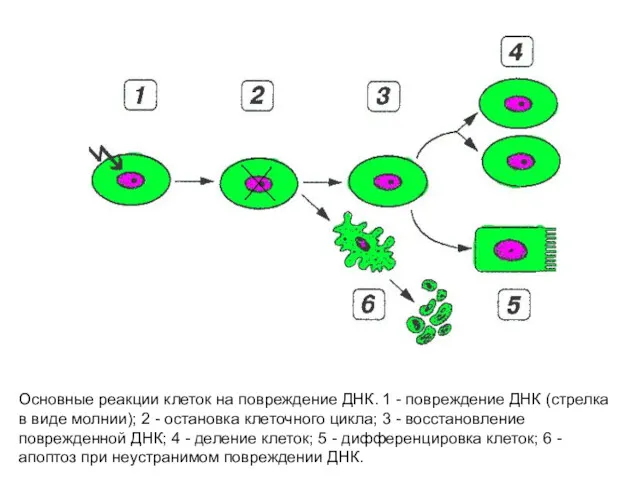 Основные реакции клеток на повреждение ДНК. 1 - повреждение ДНК (стрелка в виде