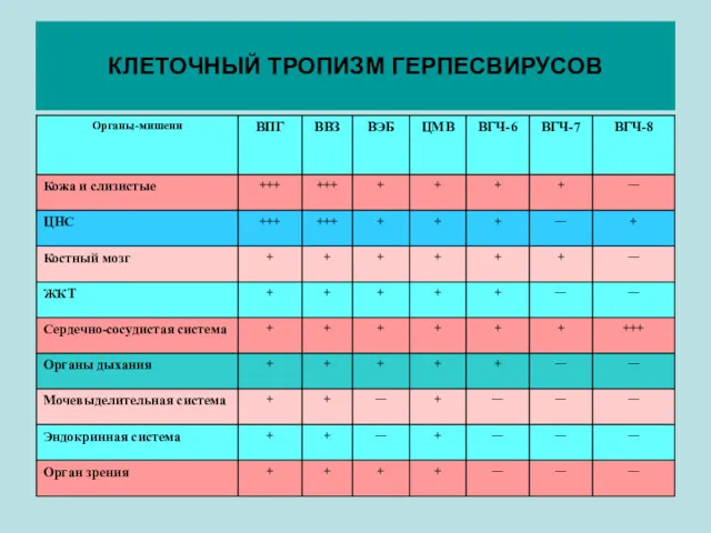 КЛЕТОЧНЫЙ ТРОПИЗМ ГЕРПЕСВИРУСОВ