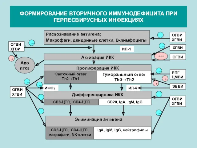 ФОРМИРОВАНИЕ ВТОРИЧНОГО ИММУНОДЕФИЦИТА ПРИ ГЕРПЕСВИРУСНЫХ ИНФЕКЦИЯХ Распознавание антигена: Макрофаги, дендриные