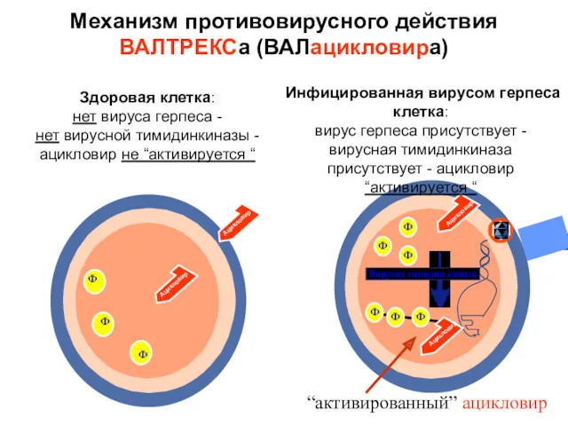 Механизм противовирусного действия ВАЛТРЕКСа (ВАЛацикловира) Ф Ацикловир Здоровая клетка: нет