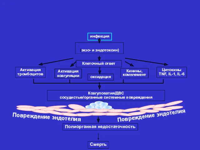 инфекция (экзо- и эндотоксин) Клеточный ответ оксидация Активация тромбоцитов Кинины,