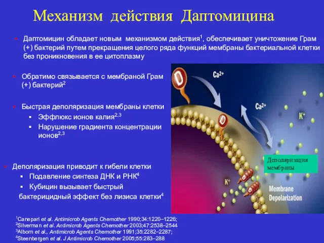 Механизм действия Даптомицина Обратимо связывается с мембраной Грам (+) бактерий2