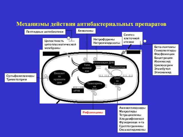 Механизмы действия антибактериальных препаратов Целостность цитоплазматической мембраны Синтез клеточной стенки