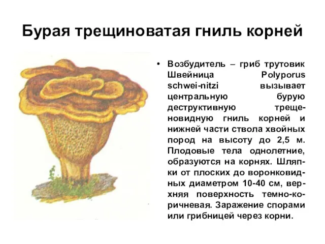 Бурая трещиноватая гниль корней Возбудитель – гриб трутовик Швейница Polyporus schwei-nitzi вызывает центральную