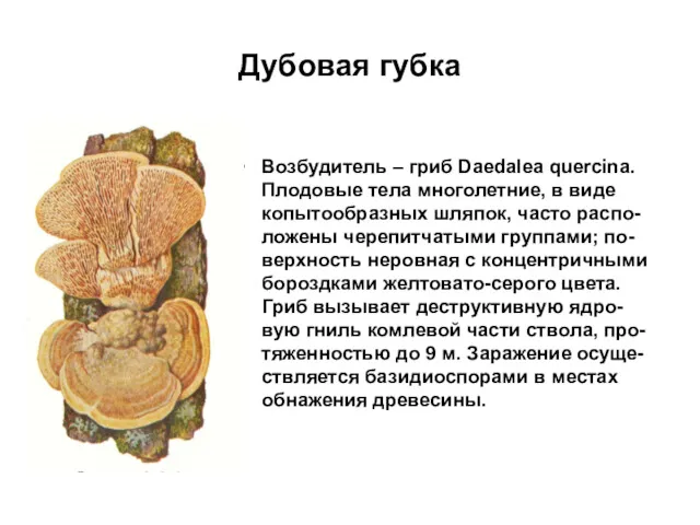 Возбудитель – гриб Daedalea quercina. Плодовые тела многолетние, в виде копытообразных шляпок, часто