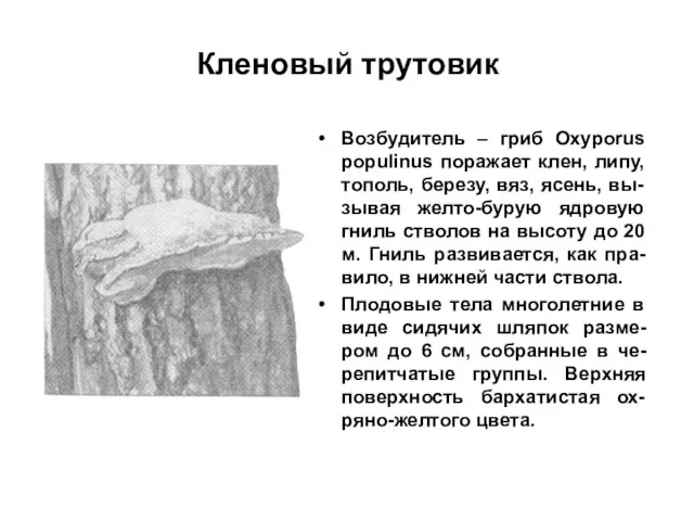 Кленовый трутовик Возбудитель – гриб Oxyporus populinus поражает клен, липу, тополь, березу, вяз,