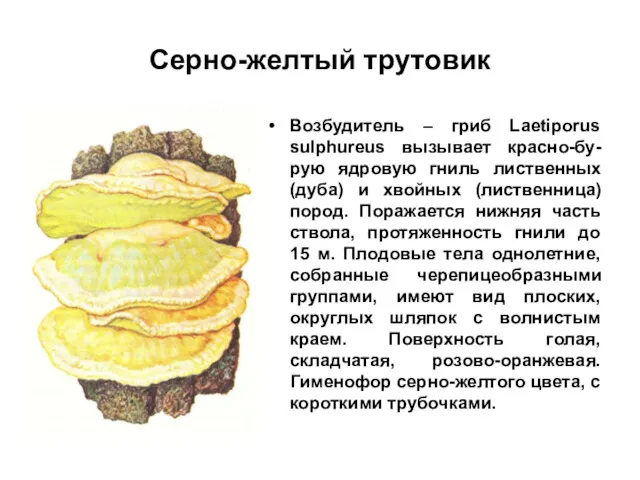 Серно-желтый трутовик Возбудитель – гриб Laetiporus sulphureus вызывает красно-бу-рую ядровую гниль лиственных (дуба)